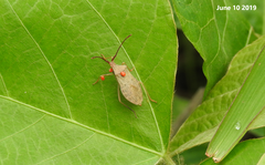 Homoeocerus dilatatus