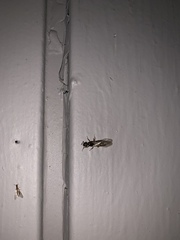 Limacus flavus