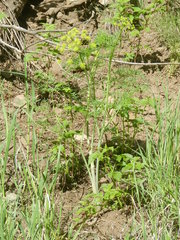 Lomatium dissectum