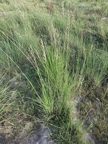 Image of Paspalum malacophyllum by no rights reserved