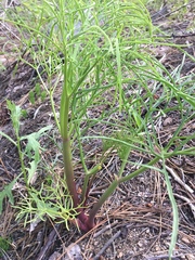 Angelica lineariloba