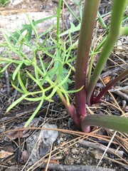 Angelica lineariloba