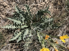 Crepis occidentalis
