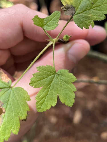 Ribes ciliatum (Ribes ciliatum)