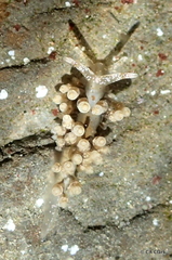 Eubranchus olivaceus