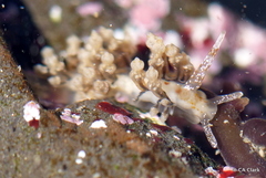 Eubranchus olivaceus