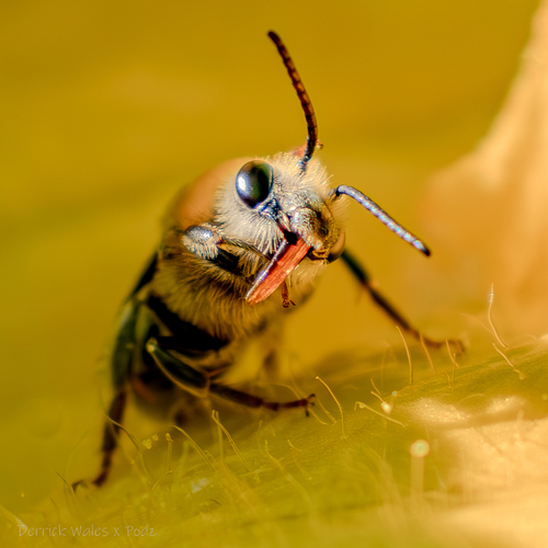 Pruinose Squash Bee photographed in Alabama