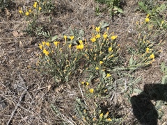Crepis occidentalis