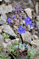 Delphinium glareosum