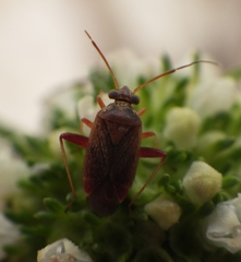 Heteroptera