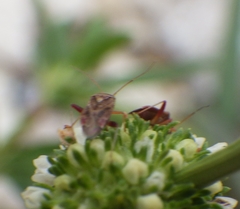 Heteroptera