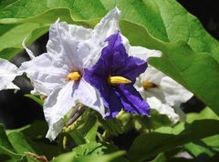 Solanum wrightii