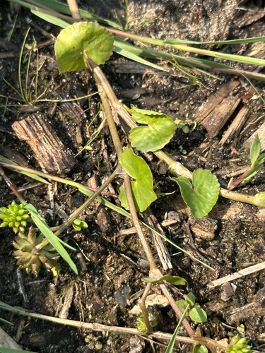 Image of Caltha natans by no rights reserved