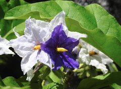 Solanum wrightii