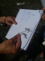 Angiospermae