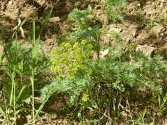 Lomatium dissectum