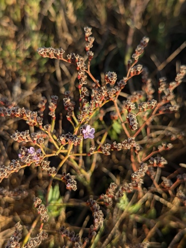 iNaturalist observation photo of European sea lavender