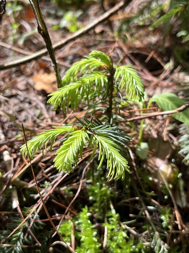 Oyamel fir (Abies religiosa)
