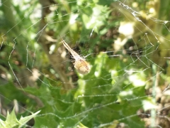 Uloborus walckenaerius
