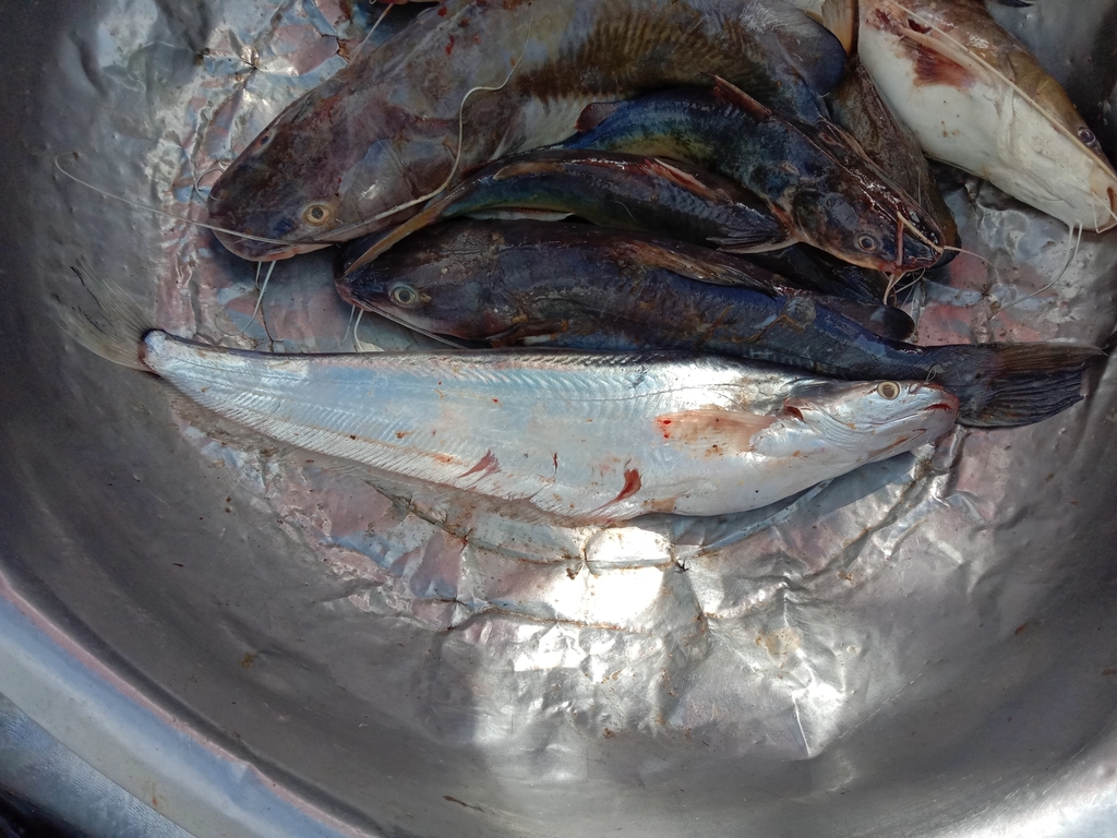 Sheatfish (Phalacronotus apogon) — Siluridae