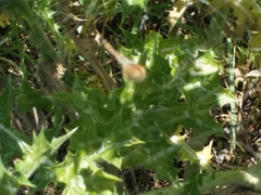 Uloborus walckenaerius