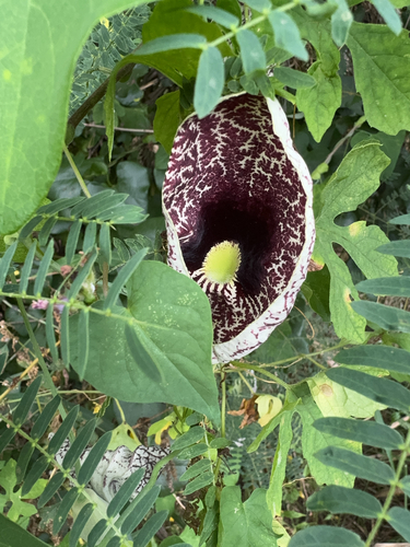 Aristolochia littoralis, 2024-08-03