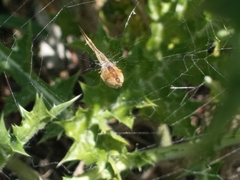 Uloborus walckenaerius