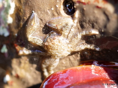 Petrolisthes manimaculis