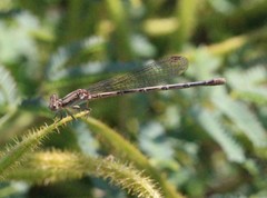 Argia fumipennis