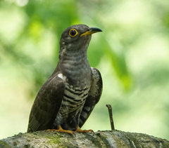 Cuculus micropterus