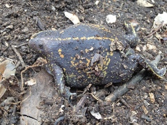 Rhinophrynus dorsalis