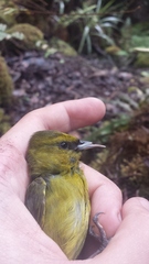 Chlorodrepanis virens