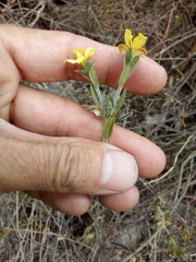 Tetramerium glandulosum
