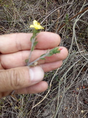 Tetramerium glandulosum