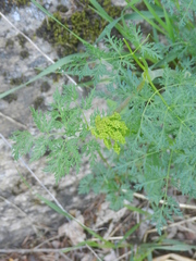 Lomatium dissectum