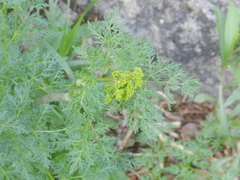 Lomatium dissectum
