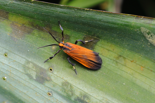 Lycomorphodes strigosa