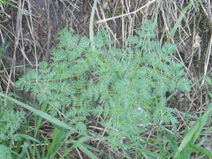 Lomatium dissectum