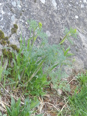 Lomatium dissectum