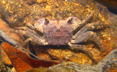 Orisarma patshuni