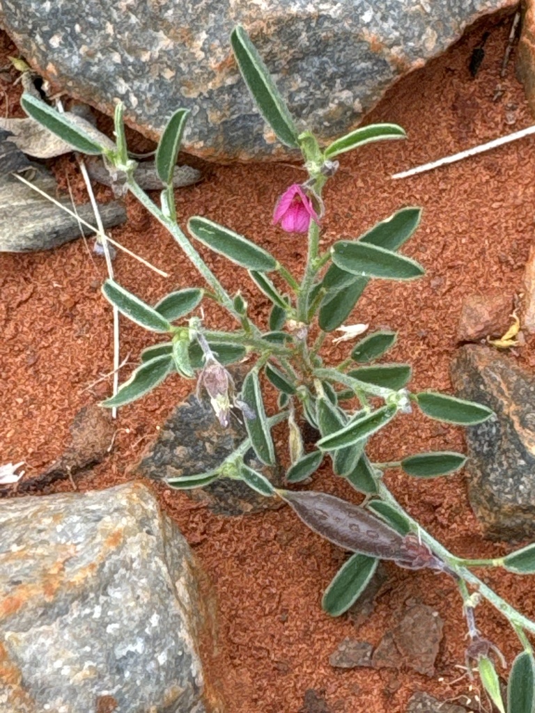 Isotropis winneckei