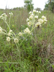 Hymenopappus