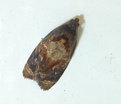 Ditula angustiorana