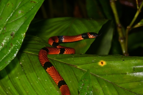 Clark's Coralsnake