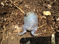 Rhinophrynus dorsalis