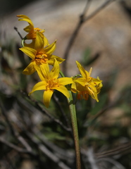 Erythronium pluriflorum