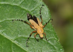 Macrodactylus subspinosus