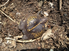 Rhinophrynus dorsalis