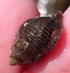 Ocinebrina