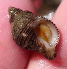 Ocinebrina